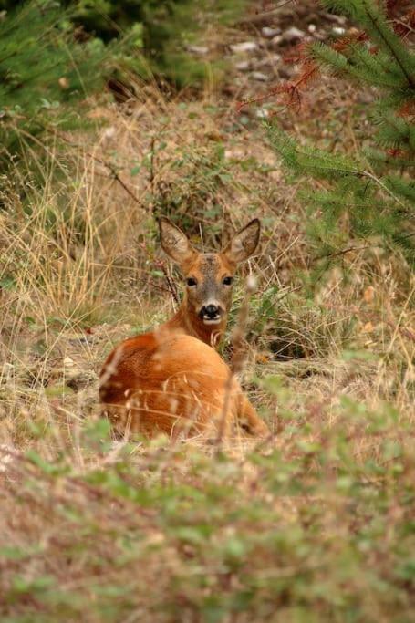 Nightjar Lodge - Adults Only Lackford ภายนอก รูปภาพ